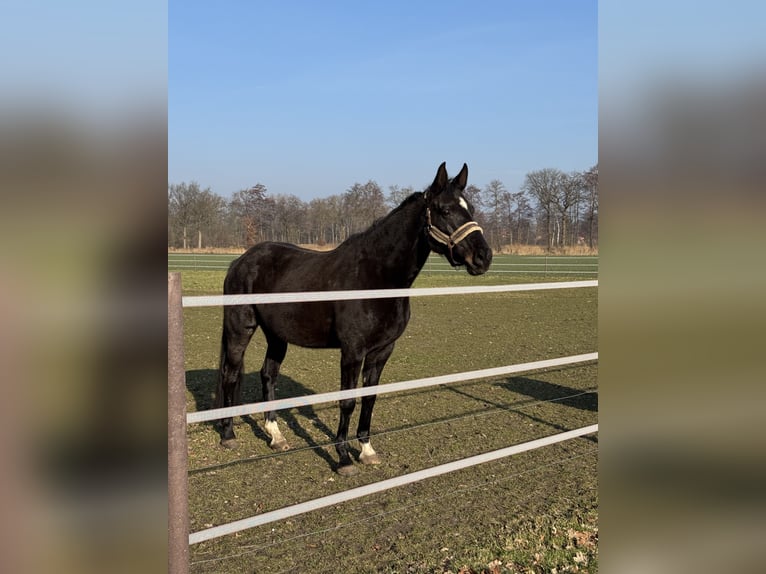 Caballo de Holstein Semental 10 años 175 cm Morcillo in Steinfeld (Oldenburg)