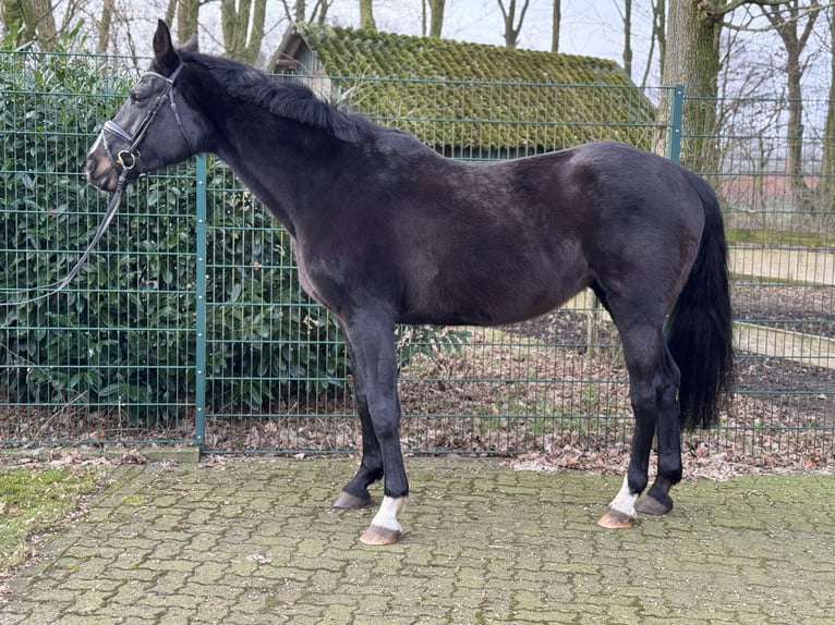 Caballo de Holstein Semental 10 años 175 cm Morcillo in Steinfeld (Oldenburg)