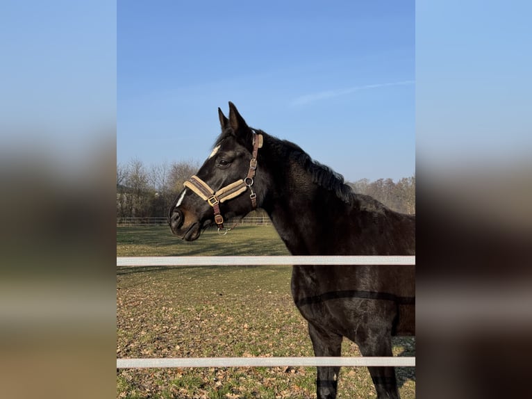 Caballo de Holstein Semental 10 años 175 cm Morcillo in Steinfeld (Oldenburg)