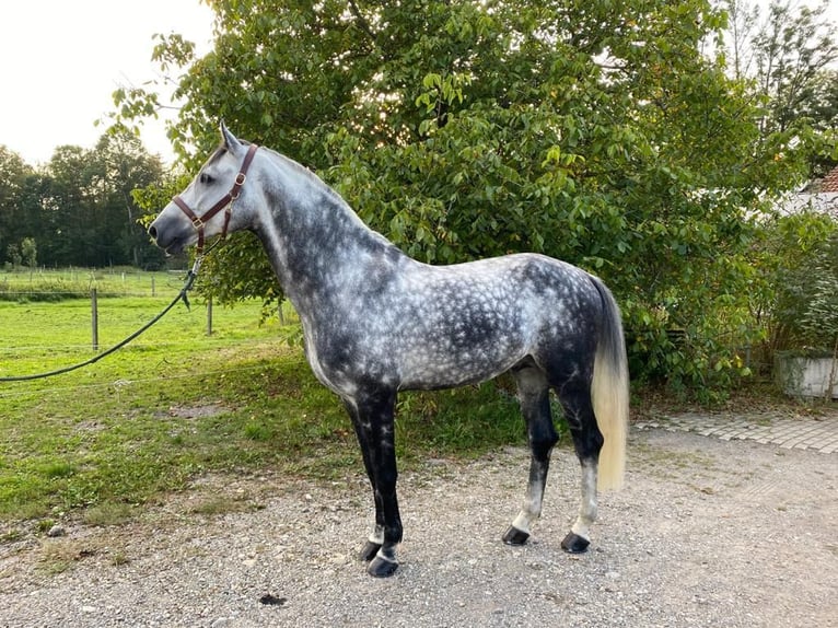 Caballo de Holstein Semental 12 años 173 cm Tordo rodado in Essen