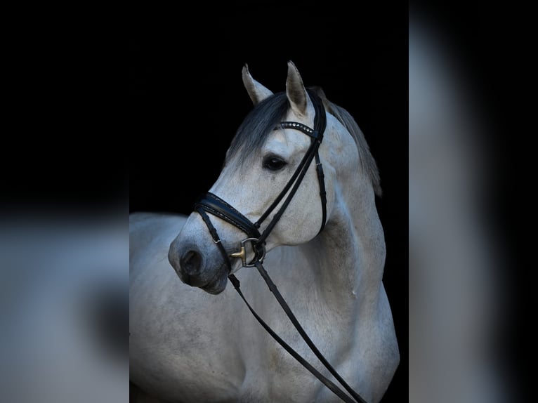 Caballo de Holstein Semental 13 años 173 cm Tordo rodado in Bendorf