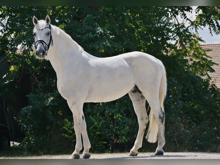 Caballo de Holstein Semental 14 años 169 cm Tordo picazo in Niederabsdorf