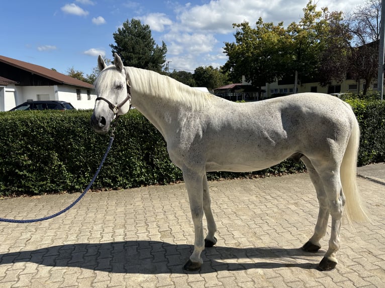 Caballo de Holstein Semental 14 años 173 cm Tordo in Schutterwald