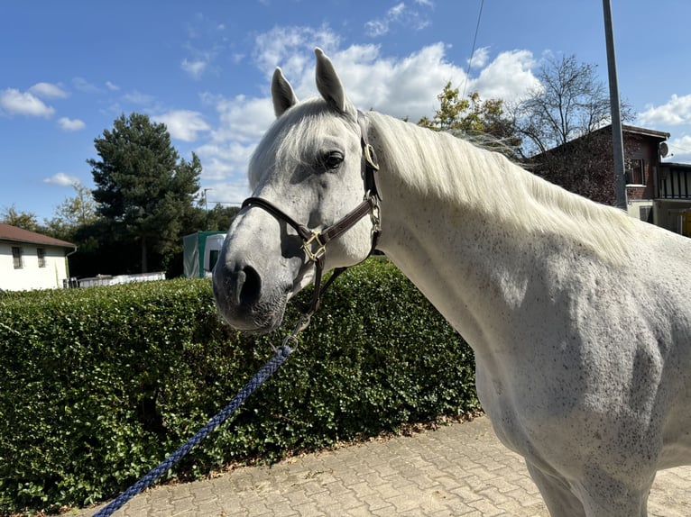 Caballo de Holstein Semental 14 años 173 cm Tordo in Schutterwald