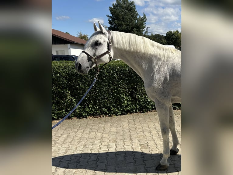 Caballo de Holstein Semental 15 años 170 cm Tordo in Schutterwald