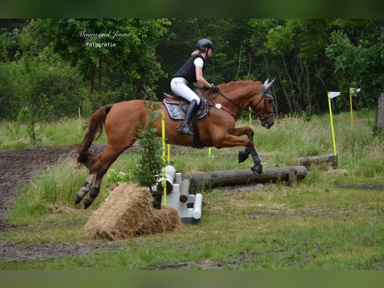 Caballo de Holstein Semental 18 años 172 cm Castaño in DagebüllGalmsbüll