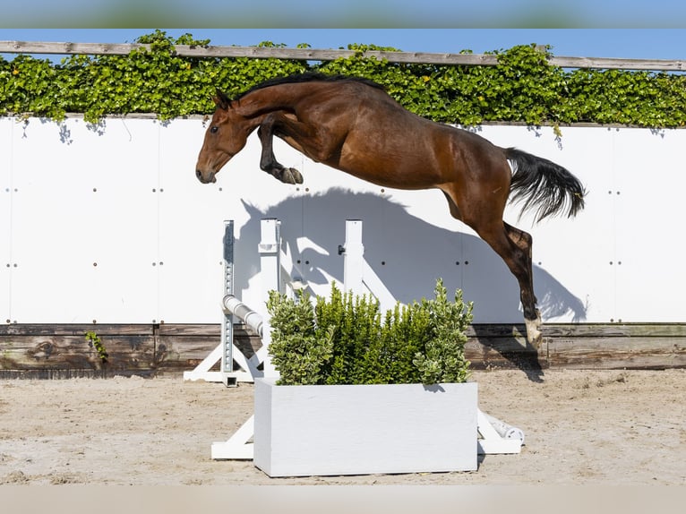 Caballo de Holstein Semental 1 año 152 cm Castaño in Waddinxveen