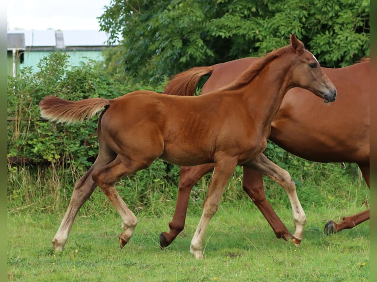 Caballo de Holstein Semental 1 año 160 cm Alazán in Gl&#xFC;sing