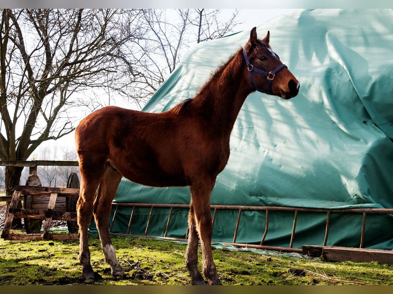 Caballo de Holstein Semental 1 año 165 cm Castaño rojizo in BirminghamRuščica