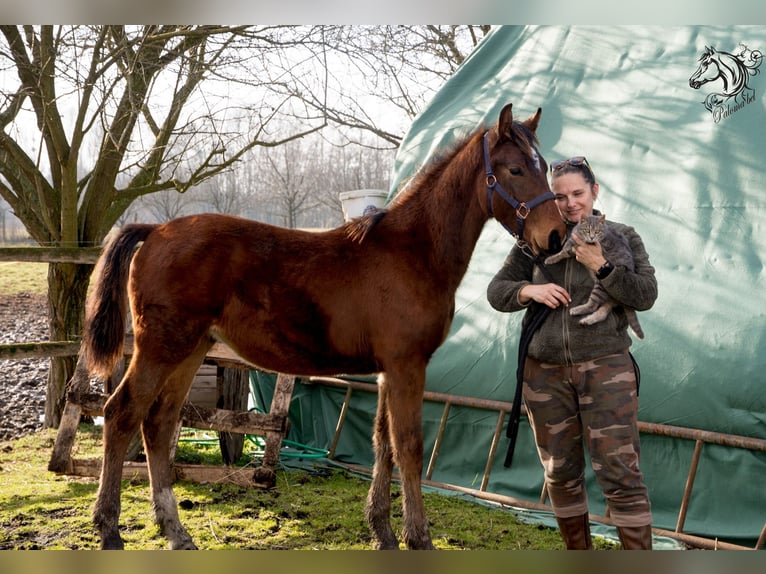 Caballo de Holstein Semental 1 año 165 cm Castaño rojizo in BirminghamRuščica