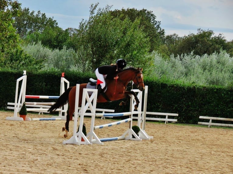 Caballo de Holstein Semental 1 año 165 cm Castaño rojizo in BirminghamRuščica