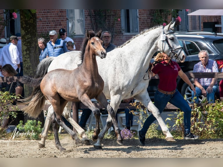 Caballo de Holstein Semental 1 año 168 cm in Averlak