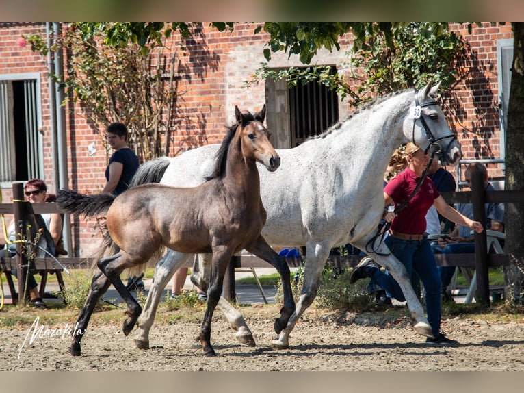 Caballo de Holstein Semental 1 año 168 cm Tordo in Averlak