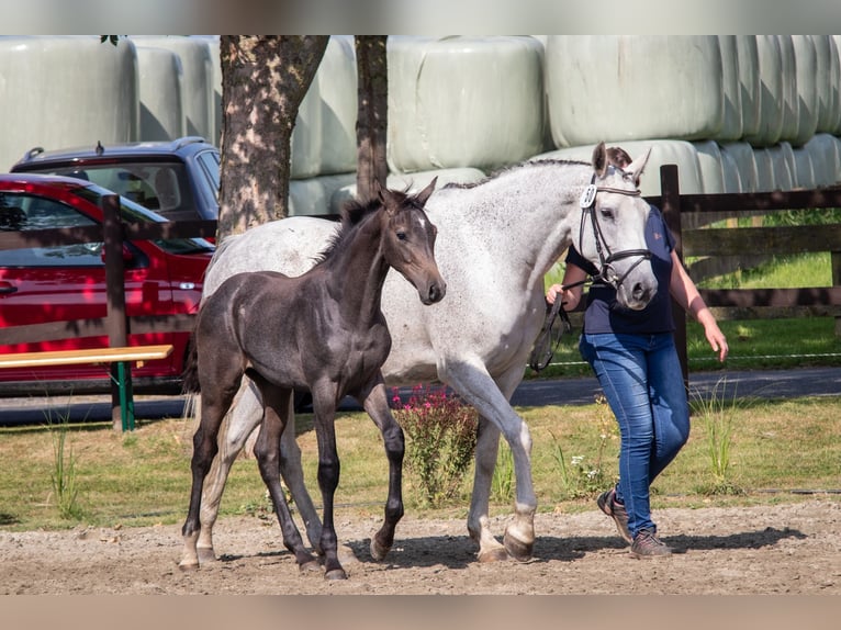 Caballo de Holstein Semental 1 año 168 cm Tordo in Averlak