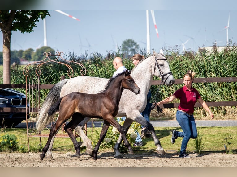 Caballo de Holstein Semental 1 año 168 cm Tordo in Averlak