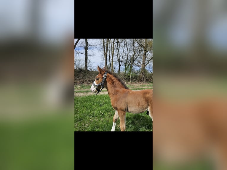Caballo de Holstein Semental 1 año 170 cm Castaño in Gudensberg