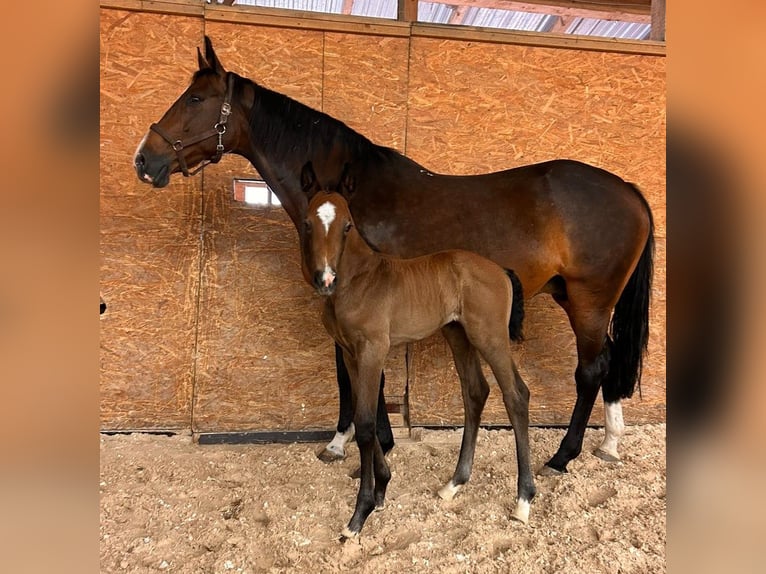 Caballo de Holstein Semental 1 año 170 cm Castaño oscuro in Dietfurt an der Altmühl