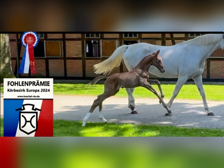 Caballo de Holstein Semental 1 año 172 cm Tordo in Celle