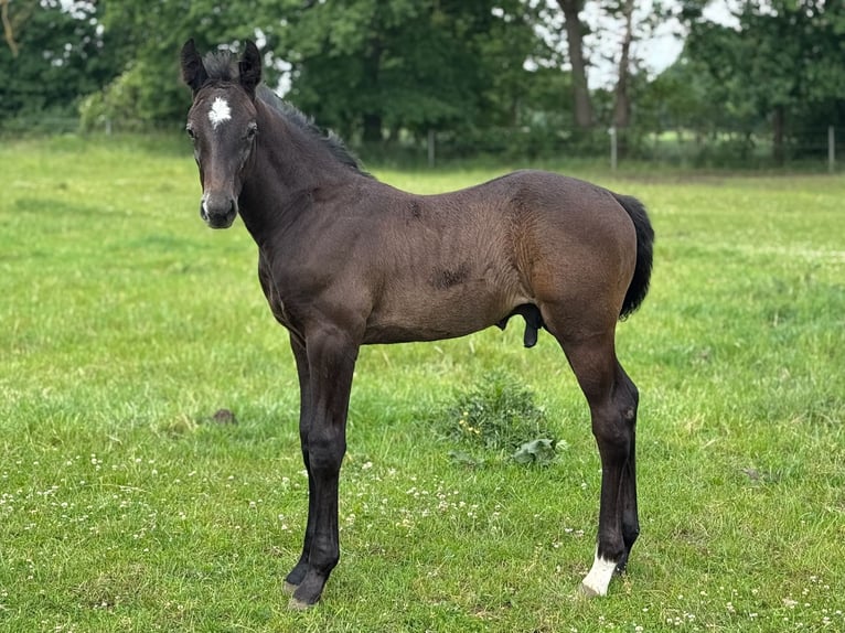 Caballo de Holstein Semental 1 año 172 cm Tordo in Bad Oeynhausen
