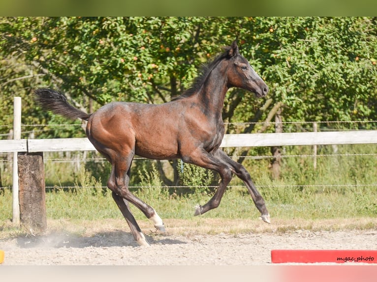 Caballo de Holstein Semental 1 año 175 cm Tordo rodado in Bronków