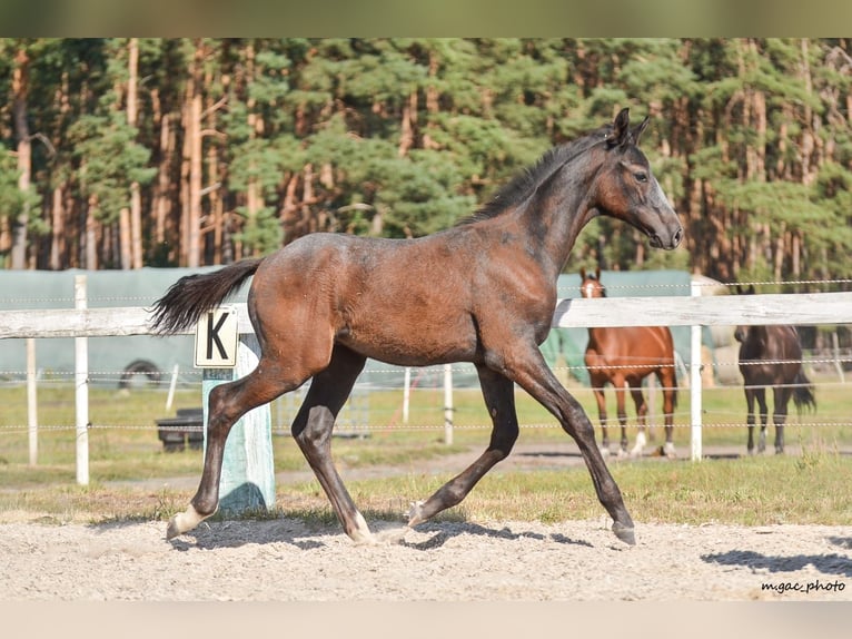 Caballo de Holstein Semental 1 año 175 cm Tordo rodado in Bronków
