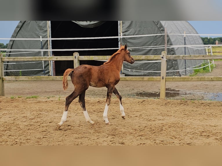 Caballo de Holstein Mestizo Semental 1 año 176 cm Alazán-tostado in Langenau