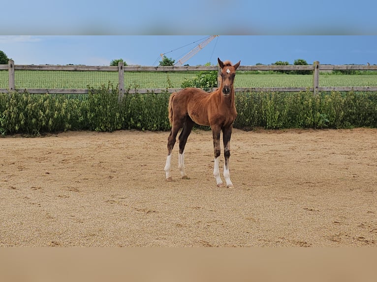 Caballo de Holstein Mestizo Semental 1 año 176 cm Alazán-tostado in Langenau