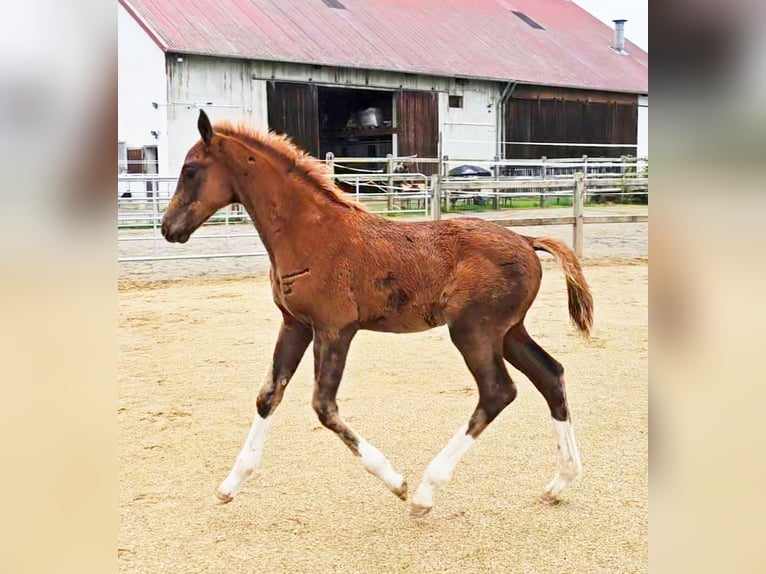 Caballo de Holstein Mestizo Semental 1 año 176 cm Alazán-tostado in Langenau