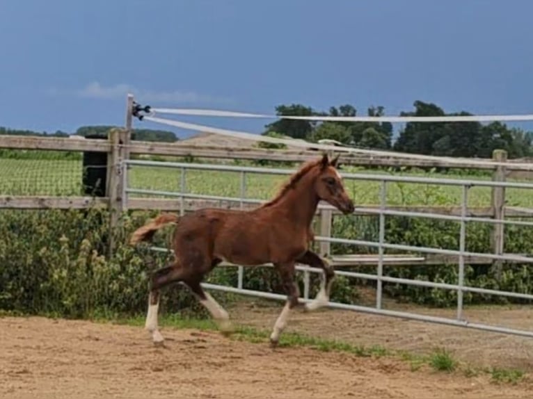 Caballo de Holstein Mestizo Semental 1 año 176 cm Alazán-tostado in Langenau