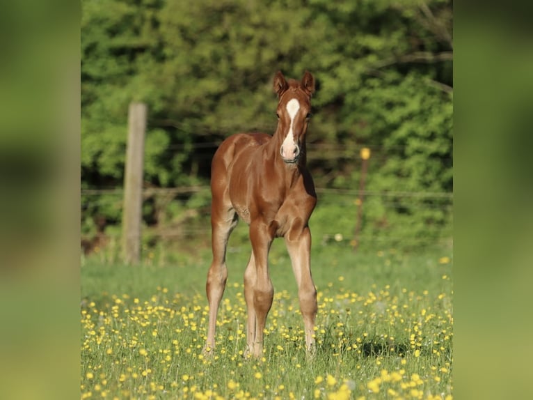 Caballo de Holstein Semental 1 año Alazán in Glüsing