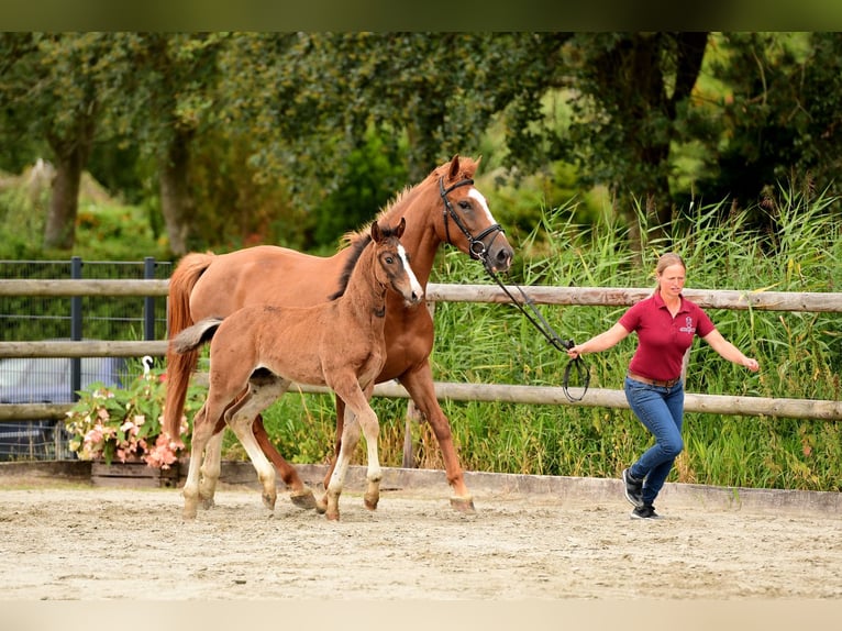 Caballo de Holstein Semental 1 año Castaño in Wohrden