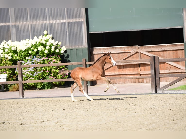 Caballo de Holstein Semental 1 año Castaño oscuro in Nieblum/Föhr