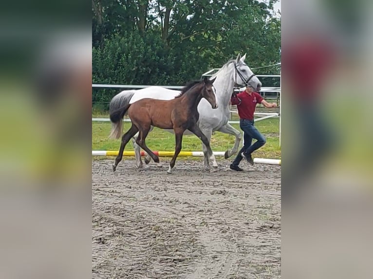 Caballo de Holstein Semental 1 año Tordo in Tetenbüll