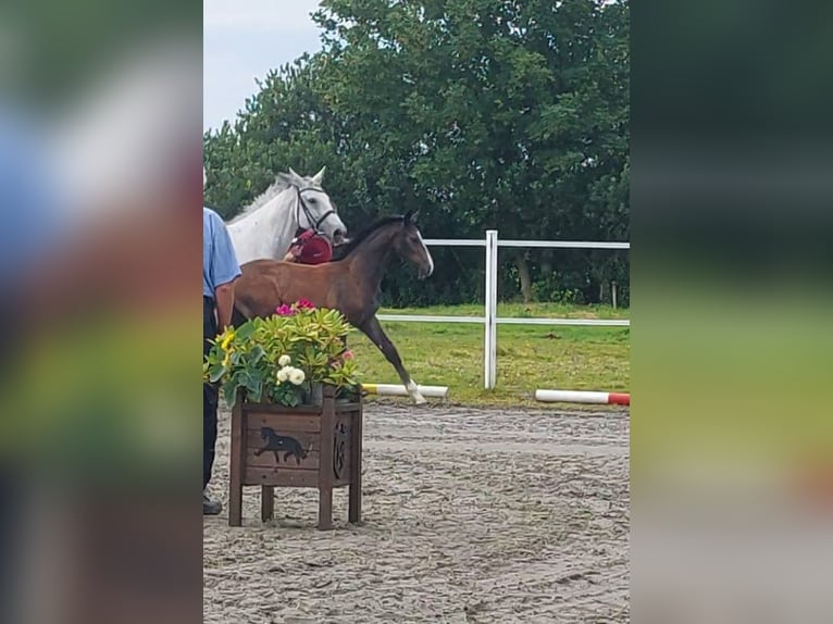 Caballo de Holstein Semental 1 año Tordo in Tetenbüll