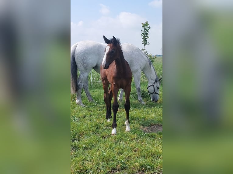 Caballo de Holstein Semental 1 año Tordo in Tetenbüll