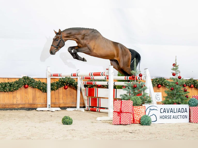 Caballo de Holstein Semental 2 años 162 cm Castaño in Poznań