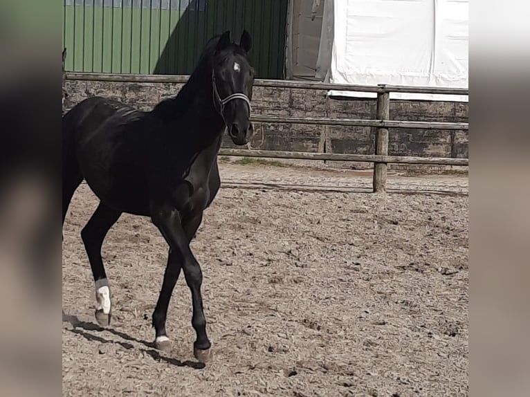Caballo de Holstein Semental 2 años 162 cm Morcillo in Kaiser-Willhelm-Koog
