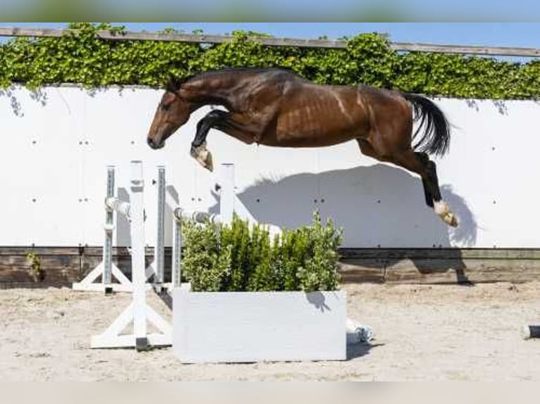 Caballo de Holstein Semental 2 años 165 cm Castaño in Waddinxveen