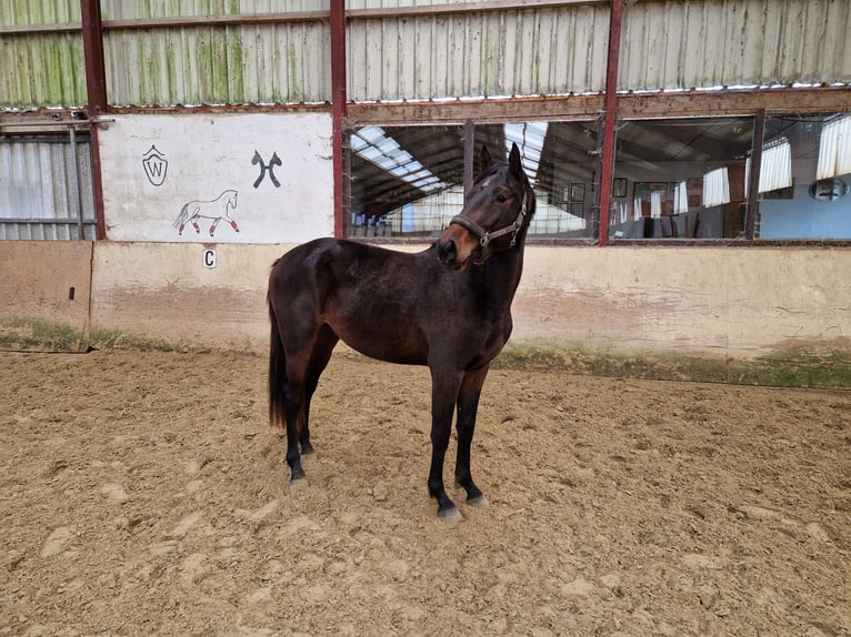 Caballo de Holstein Semental 2 años 165 cm Castaño in Paderborn