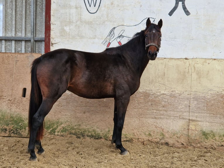 Caballo de Holstein Semental 2 años 165 cm Castaño in Paderborn