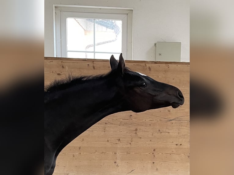 Caballo de Holstein Semental 2 años 165 cm Morcillo in Hamburg Osdorf