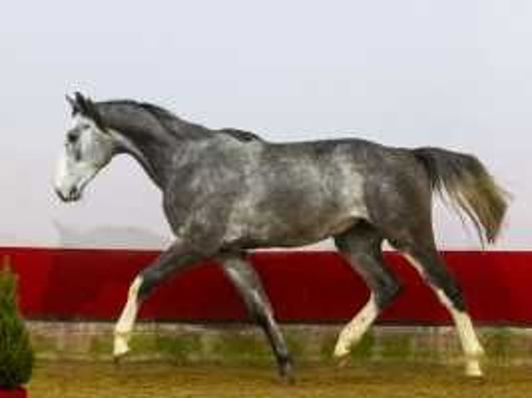 Caballo de Holstein Semental 2 años 165 cm Tordillo negro in Waddinxveen