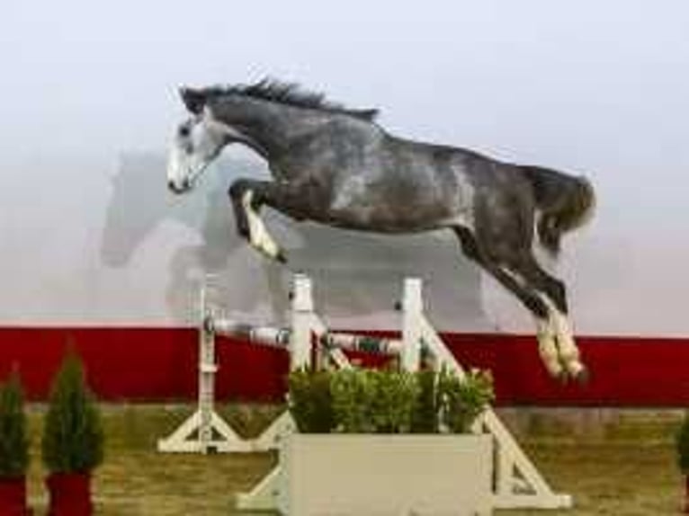 Caballo de Holstein Semental 2 años 165 cm Tordillo negro in Waddinxveen