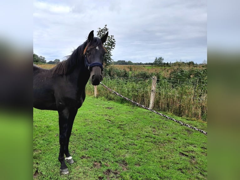 Caballo de Holstein Semental 2 años 166 cm Morcillo in Kronprinzenkoog
