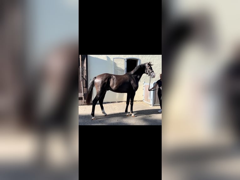 Caballo de Holstein Semental 2 años 167 cm Tordillo negro in Selk