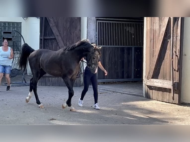 Caballo de Holstein Semental 2 años 167 cm Tordillo negro in Selk