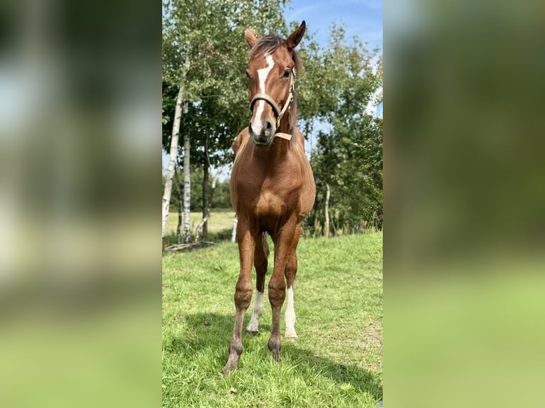 Caballo de Holstein Semental 2 años 168 cm Castaño in Świekatowo