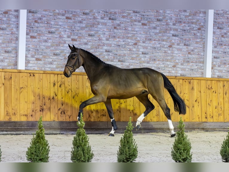 Caballo de Holstein Semental 2 años 168 cm Castaño oscuro in Ommen