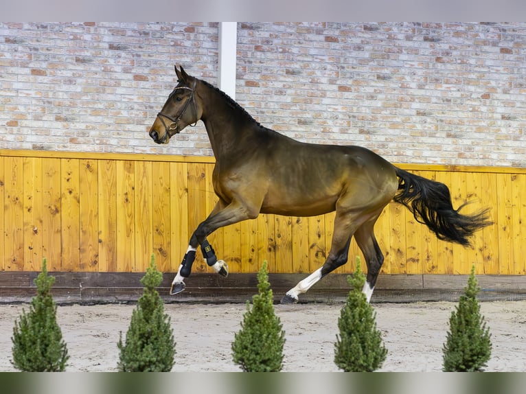 Caballo de Holstein Semental 2 años 168 cm Castaño oscuro in Ommen