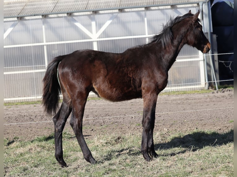 Caballo de Holstein Semental 2 años 170 cm Castaño oscuro in Todendorf